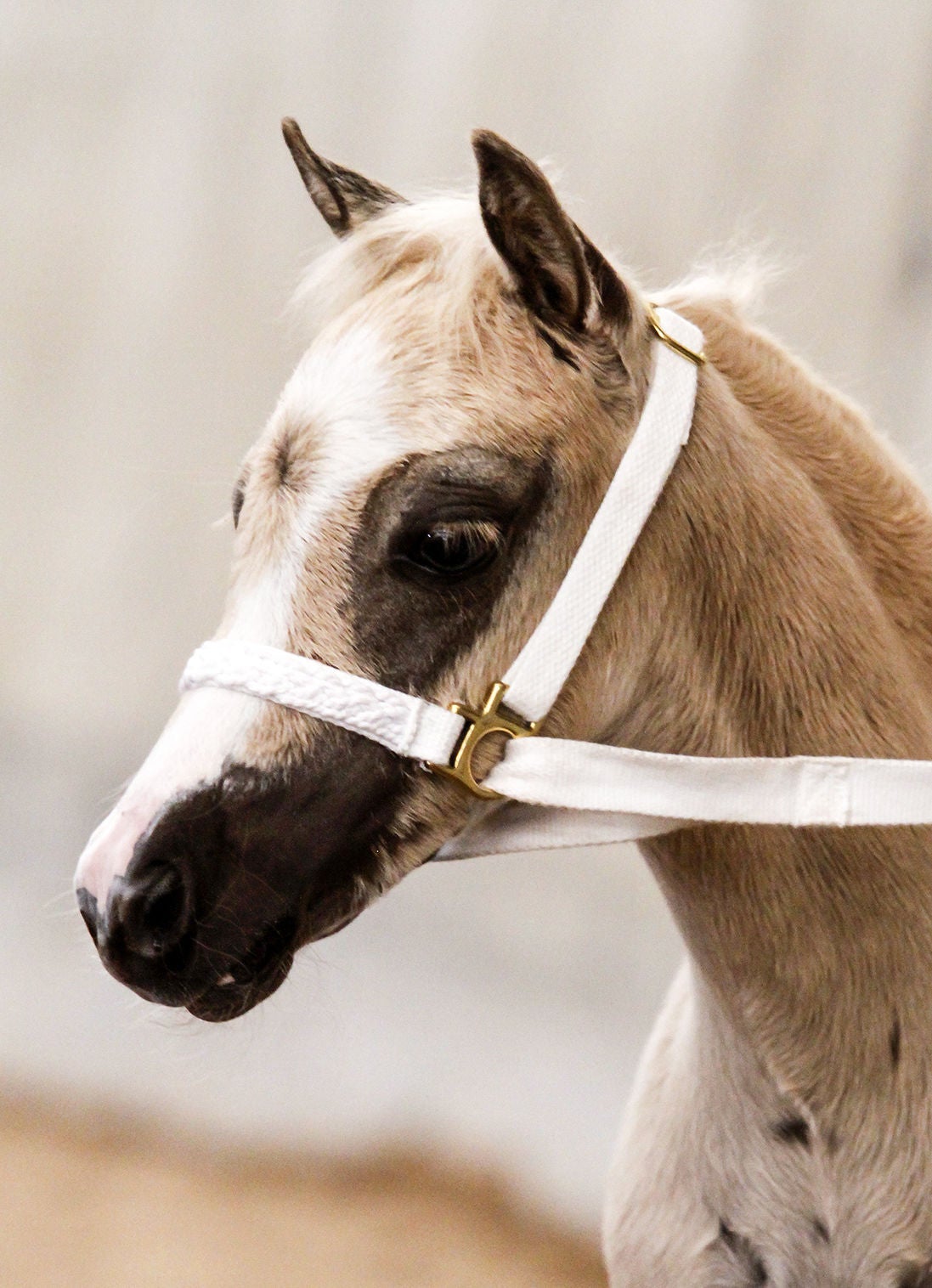 headpiece for horses